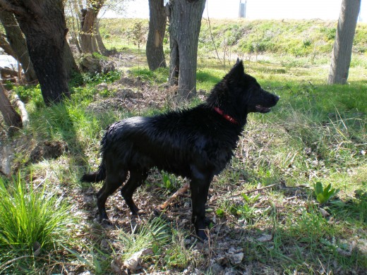 A Kira la adopte de cachorrita cuando estaba a punto de ir a la perrera, por suerte pude cogerla antes. Es la más pequeña y la más juguetona. Le encanta bañarse en el río. Es un cruce de Border Collie y Pastor Aleman.
